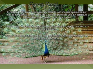 Pavo Real.El macho de pavo real es de color azul brillante, con una cola compuesta por más de 100 plumas, con un ocelo, de 2 m de longitud cada una. En cambio, la hembra tiene la cola corta y es de color blanco.Para cortejar a la hembra, el macho abre su cola como un abanico y emite un canto característico.A pesar de su gran tamaño, el pavo real puede volar, lo hace para refugiarse en las ramas de algún árbol.