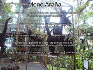 Mono Araña.Reconocer a este mono es mu fácil  gracias a sus extremidades y su cola muy largas y delgadas.Es un hábil braceador, se mueve como ninguno para desplazarse de rama en rama.Su alimento se compone de frutas, flores, semillas, miel, orugas y termitasAl igual que todos los primates de Costa Rica el mono araña es omnívoro, sus crías se alimentan de leche materna hasta el año de edad.A diferencia de todos los primates que existen en Costa Rica el araña no posee dedo pulgar.
