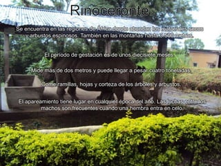 Rinoceronte.Se encuentra en las regiones de África donde abundan los matorrales secos y arbustos espinosos. También en las montañas hasta 3.500 metros.El período de gestación es de unos diecisiete meses.Mide más de dos metros y puede llegar a pesar cuatro toneladas.Come ramillas, hojas y corteza de los árboles y arbustos.El apareamiento tiene lugar en cualquier época del año. Las luchas entre los machos son frecuentes cuando una hembra entra en celo.