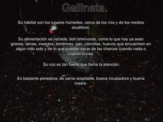 Gallineta.Su hábitat son los lugares húmedos, cerca de los ríos y de los medios acuáticos.Su alimentación es variada, son omnívoras, come lo que hay ya sean granos, larvas, insectos, lombrices, pan, carroñas, huevos que encuentren en algún nido solo y de lo que puedan sacar de las charcas cuando nada o cuando bucea.Su voz es tan fuerte que llama la atención.Es bastante ponedora, de carne aceptable, buena incubadora y buena madre.