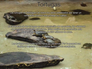 Tortugas.Las tortugas se distinguen de todos los otros vertebrados por tener un carapacho exterior que protege su cuerpo.El carapacho de las tortugas es una adaptación del esqueleto, las vértebras se presentan en placas exteriores. Estos reptiles han mantenido esta apariencia por no menos de 200 millones de años.Las tortugas son inofensivas hacia las personas. Por lo general son tímidas y recurren a esconderse dentro de su carapacho.