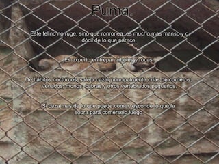 Puma.Este felino no ruge, sino que ronronea, es mucho mas manso y çdócil de lo que parece.Es experto en trepar arboles y rocas.De hábitos nocturnos, sale a cazar principalmente crías de corderos, Venados, monos, cabras y otros vertebrados pequeños.Si caza mas de lo que puede comer, esconde lo que le sobra para comérselo luego.