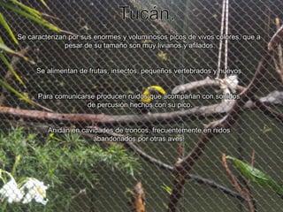 Tucán.Se caracterizan por sus enormes y voluminosos picos de vivos colores, que a pesar de su tamaño son muy livianos y afilados.Se alimentan de frutas, insectos, pequeños vertebrados y huevos.Para comunicarse producen ruidos que acompañan con sonidos de percusión hechos con su pico.Anidan en cavidades de troncos, frecuentemente en nidos abandonados por otras aves. 