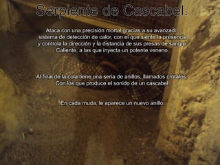 Serpiente de Cascabel.Ataca con una precisión mortal gracias a su avanzado sistema de detección de calor, con el que siente la presenciay controla la dirección y la distancia de sus presas de sangre Caliente, a las que inyecta un potente veneno.Al final de la cola tiene una seria de anillos, llamados crótalos, Con los que produce el sonido de un cascabel.En cada muda, le aparece un nuevo anillo.