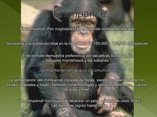 Chimpancé.El Chimpancé (Pan troglodytes) es natural del continente africano.Se estima una población total en la naturaleza de 150,000 a 170,000 chimpancés.Este primate demuestra preferencia por las selvas lluviosas, los bosques montañosos y las sabanas.Se mantienen en grupos o comunidades.La alimentación del chimpancé consiste de frutas, siendo complementada con brotes vegetales y hojas. También come hormigas y otros invertebrados, huevos de aves y miel. Un chimpancé macho puede alcanzar un peso máximo de unos 50 kg. Las hembras logran hasta 39 kg.