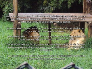 León.Viven en manadas normalmente compuestas de dos a doce hembras, aunque se han visto manadas integradas hasta por veinte hembras. En cada uno de estos grupos hay de uno a siete machos adultos. El león puede criar todo el año. En ciertos lugares se nota un incremento en la reproducción durante ciertos meses.Los leones tienen una longevidad de unos quince años en la naturaleza. En cautiverio es posible que lleguen a vivir hasta 25 años.Se alimentan de mamíferos grandes; cebras, búfalos, antílopes, etc. Aunque también atrapa mamíferos pequeños, aves y reptiles cuando la oportunidad se presenta.Los leones son más activos durante la noche; es durante estas horas que la mayor parte de las cacerías suceden..