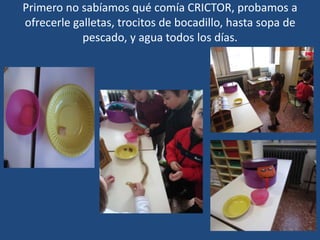 Primero no sabíamos qué comía CRICTOR, probamos a
ofrecerle galletas, trocitos de bocadillo, hasta sopa de
pescado, y agua todos los días.
 