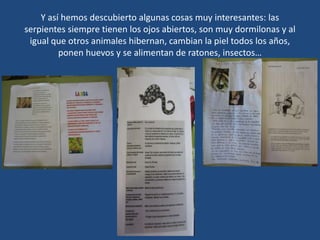 Y así hemos descubierto algunas cosas muy interesantes: las
serpientes siempre tienen los ojos abiertos, son muy dormilonas y al
igual que otros animales hibernan, cambian la piel todos los años,
ponen huevos y se alimentan de ratones, insectos…
 