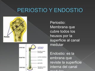 Taller De Anatomia | PPTX
