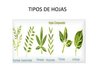 Triolada Taller de clasificacion de hojas | PPT