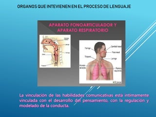 ORGANOS QUE INTEVIENEN EN EL PROCESO DE LENGUAJE
 