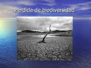 Pérdida de biodiversidad 