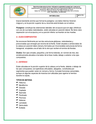 INSTITUCIÓN EDUCATIVA TÉCNICO AGROPECUARIO DE LURUACO
Establecimiento de carácter oficial según Resolución Departamental 00587 de Julio 24 de 2001
Decreto No: 000131 de Febrero 20 de 2002 emanado por S.E.D.
Sedes: No 1 principal, 2 Sagrado Corazón, No 3 María Inmaculada, No4 La Puntica
Dane: 108421000234- Nit:802015935
ENTOMOLOGIA
Página 3 de
10
brazos banstante anchos que forman la postgena. Los lados internos foramen
mágnum y en la porción superior de su recorrido está limitado con el vértice.
Postgena: constituye las extensiones laterales del occipucio que son algo cilíndricas
con uno de sus lados redondeados, están ubicadas en posición lateral. No tiene clara
separación con el occipucio y en su porción inferior se insertan en las masilas
2.- OJOS COMPUESTOS
Se reconocen fácilmente por ser dos estructuras globosas, redondeadas y
pronunciadas que emergen por encima de la frente. Están situados a ambos lados de
la cabeza en posición latero dorsal y formados por innumerables estructuras de forma
hexagonal, acopladas una al lado de la otra que reciben el nombre de facetas.
Ocelos: Son ojos simples, pequeños y de forma redonda, en número de tres, dos
simétricamente ubicados a los lados de la linea media, debajo o anterior a los ojos
compuestos.
3.- ANTENAS
Están ubicadas en la porción superior de la cabeza, en la frente, delante o debajo de
los ojos compuestos, son apéndices articulados, alargados, constituidos por
segmentos que pueden variar en número y forma. Cumplen funciones sensoriales,
aunque en algunas especies de insectos son utilizadas para agarrar la hembra
durante la copula..
TIPOS DE ANTENA
 Filiforme
 Moniliforme
 Clavada
 Capitada
 Aserrada
 Pectinada
 Plumosa
 Setacea
 Lamelada
 Geniculada
 Estilada
 