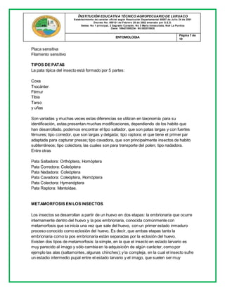 INSTITUCIÓN EDUCATIVA TÉCNICO AGROPECUARIO DE LURUACO
Establecimiento de carácter oficial según Resolución Departamental 00587 de Julio 24 de 2001
Decreto No: 000131 de Febrero 20 de 2002 emanado por S.E.D.
Sedes: No 1 principal, 2 Sagrado Corazón, No 3 María Inmaculada, No4 La Puntica
Dane: 108421000234- Nit:802015935
ENTOMOLOGIA
Página 7 de
10
Placa sensitiva
Filamento sensitivo
TIPOS DE PATAS
La pata típica del insecto está formado por 5 partes:
Coxa
Trocánter
Fémur
Tibia
Tarso
y uñas
Son variadas y muchas veces estas diferencias se utilizan en taxonomía para su
identificación, estas presentan muchas modificaciones, dependiendo de los habito que
han desarrollado. podemos encontrar el tipo saltador, que son patas largas y con fuertes
fémures; tipo corredor, que son largas y delgada; tipo raptora; el que tiene el primer par
adaptada para capturar presas; tipo cavadora, que son principalmente insectos de habito
subterráneos; tipo colectora, las cuales son para transporte del polen; tipo nadadora.
Entre otras
Pata Saltadora: Orthóptera, Homóptera
Pata Corredora: Coleóptera
Pata Nadadora: Coleóptera
Pata Cavadora: Coleóptera, Homóptera
Pata Colectora: Hymenóptera
Pata Raptora: Mantoidae.
METAMORFOSIS EN LOS INSECTOS
Los insectos se desarrollan a partir de un huevo en dos etapas: la embrionaria que ocurre
internamente dentro del huevo y la pos embrionaria, conocida comúnmente con
metamorfosis que se inicia una vez que sale del huevo, con un primer estado inmaduro
proceso conocido como eclosión del huevo. Es decir, que ambas etapas tanto la
embrionaria como la pos embrionaria están separadas por la eclosión del huevo.
Existen dos tipos de metamorfosis: la simple, en la que el insecto en estado larvario es
muy parecido al imago y sólo cambia en la adquisición de algún carácter, como por
ejemplo las alas (saltamontes, algunas chinches); y la compleja, en la cual el insecto sufre
un estadio intermedio pupal entre el estado larvario y el imago, que suelen ser muy
 