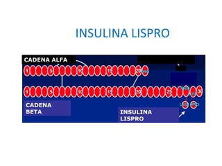 INSULINA LISPRO 
CADENA ALFA 
CADENA 
BETA 
INSULINA 
LISPRO 
 