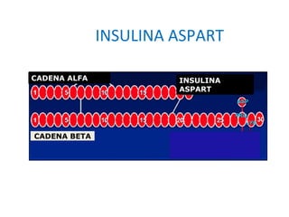 INSULINA ASPART 
CADENA ALFA INSULINA 
CADENA BETA 
ASPART 
 