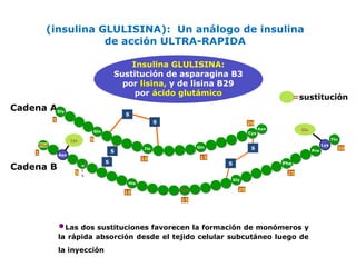 Cadena A 
Cadena B 
Insulina GLULISINA: 
Sustitución de asparagina B3 
por lisina, y de lisina B29 
por ácido glutámico =sustitución 
1 
5 
Gly 
Gln 
Gln 
Cys 
Phe 
H 
i 
s 
Leu 
Pro 
Lys 
Thr 
Asn GGlluu 
LLyyss 
1 Asn 
5 
S 
S 
Ile 
10 
S 
10 
S 
15 
15 
S 
S 
20 
His 
Gly 
Phe 
25 
20 
30 
(insulina GLULISINA): Un análogo de insulina 
de acción ULTRA-RAPIDA 
•Las dos sustituciones favorecen la formación de monómeros y 
la rápida absorción desde el tejido celular subcutáneo luego de 
la inyección 
 