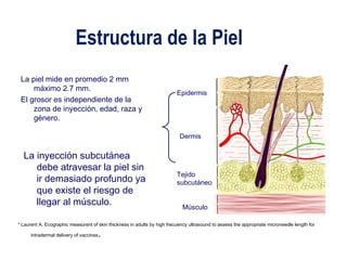 Estructura de la Piel 
Epidermis 
Dermis 
Tejido 
subcutáneo 
Músculo 
La piel mide en promedio 2 mm 
máximo 2.7 mm. 
El grosor es independiente de la 
zona de inyección, edad, raza y 
género. 
La inyección subcutánea 
debe atravesar la piel sin 
ir demasiado profundo ya 
que existe el riesgo de 
llegar al músculo. 
* Laurent A. Ecographic measurent of skin thickness in adults by high frecuency ultrasound to assess the appropriate microneedle length for 
intradermal delivery of vaccines. 
 