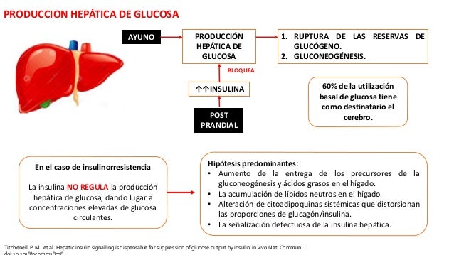 TALLER DE INSULINOTERAPIA 1 - FISIOLOGIA TALLER DE INSULINOTERAPIA 1 - FISIOLOGIA