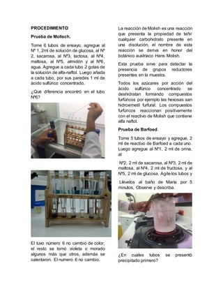 PROCEDIMIENTO
Prueba de Molisch.
Tome 6 tubos de ensayo, agregue al
Nº 1, 2ml de solución de glucosa, al Nº
2, sacarosa, al Nº3, lactosa, al Nº4,
maltosa, al Nº5, almidón y al Nº6,
agua. Agregue a cada tubo 2 gotas de
la solución de alfa-naftol. Luego añada
a cada tubo, por sus paredes 1 ml de
ácido sulfúrico concentrado.
¿Qué diferencia encontró en el tubo
Nº6?
El tuvo número 6 no cambio de color,
el resto se tornó violeta o morado
algunos más que otros, además se
calentaron. El numero 6 no cambio.
La reacción de Molish es una reacción
que presenta la propiedad de teñir
cualquier carbohidrato presente en
una disolución, el nombre de esta
reacción se deriva en honor del
botánico austríaco Hans Molish.
Esta prueba sirve para detectar la
presencia de grupos reductores
presentes en la muestra.
Todos los azúcares por acción del
ácido sulfúrico concentrado se
deshidratan formando compuestos
furfúricos por ejemplo las hexosas san
hidroximetil furfural. Los compuestos
furfúricos reaccionan positivamente
con el reactivo de Molish que contiene
alfa naftol.
Prueba de Barfoed.
Tome 5 tubos de ensayo y agregue, 2
ml de reactivo de Barfoed a cada uno.
Luego agregue al Nº1, 2 ml de orina,
al
Nº2, 2 ml de sacarosa, al Nº3, 2 ml de
maltosa, al Nº4, 2 ml de fructosa, y al
Nº5, 2 ml de glucosa. Agite los tubos y
Llévelos al baño de María por 5
minutos, Observe y describa.
¿En cuales tubos se presentó
precipitado primero?
 