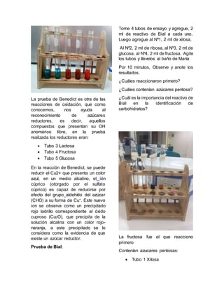 La prueba de Benedict es otra de las
reacciones de oxidación, que como
conocemos, nos ayuda al
reconocimiento de azúcares
reductores, es decir, aquellos
compuestos que presentan su OH
anomérico libre, en la prueba
realizada los reductores eran:
 Tubo 3 Lactosa
 Tubo 4 Fructosa
 Tubo 5 Glucosa
En la reacción de Benedict, se puede
reducir el Cu2+ que presenta un color
azul, en un medio alcalino, el ión
cúprico (otorgado por el sulfato
cúprico) es capaz de reducirse por
efecto del grupo aldehído del azúcar
(CHO) a su forma de Cu+. Este nuevo
ion se observa como un precipitado
rojo ladrillo correspondiente al óxido
cuproso (Cu2O), que precipita de la
solución alcalina con un color rojo-
naranja, a este precipitado se lo
considera como la evidencia de que
existe un azúcar reductor.
Prueba de Bial.
Tome 4 tubos de ensayo y agregue, 2
ml de reactivo de Bial a cada uno.
Luego agregue al Nº1, 2 ml de xilosa,
Al Nº2, 2 ml de ribosa, al Nº3, 2 ml de
glucosa, al Nº4, 2 ml de fructosa. Agite
los tubos y llévelos al baño de María
Por 10 minutos, Observe y anote los
resultados.
¿Cuáles reaccionaron primero?
¿Cuáles contenían azúcares pentosa?
¿Cuál es la importancia del reactivo de
Bial en la identificación de
carbohidratos?
La fructosa fue el que reacciono
primero
Contenían azucares pentosas:
 Tubo 1 Xilosa
 