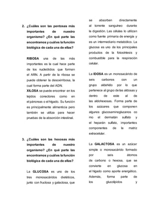2. ¿Cuáles son las pentosas más
importantes de nuestro
organismo? ¿En qué parte las
encontramos y cuál es la función
biológica de cada una de ellas?
RIBOSA una de las más
importantes es la cual hace parte
de los nucleótidos que forman
el ARN. A partir de la ribosa se
puede obtener la desoxirribosa, la
cual forma parte del ADN.
XILOSA se puede encontrar en los
tejidos conectores como en
el páncreas o el hígado. Su función
es principalmente alimenticia pero
también se utiliza para hacer
pruebas de la absorción intestinal.
3. ¿Cuáles son las hexosas más
importantes de nuestro
organismo? ¿En qué parte las
encontramos y cuál es la función
biológica de cada una de ellas?
La GLUCOSA es uno de los
tres monosacáridos dietéticos,
junto con fructosa y galactosa, que
se absorben directamente
al torrente sanguíneo durante
la digestión. Las células lo utilizan
como fuente primaria de energía y
es un intermediario metabólico. La
glucosa es uno de los principales
productos de la fotosíntesis y
combustible para la respiración
celular.
La IDOSA es un monosacárido de
seis carbonos con un
grupo aldehído por lo que
pertenece al grupo de las aldosas y
dentro de este al de
las aldohexosas. Forma parte de
los azúcares que componen
algunos glucosaminoglucanos co
mo el dermatán sulfato y
el heparán sulfato, importantes
componentes de la matriz
extracelular.
La GALACTOSA es un azúcar
simple o monosacárido formado
por seis átomos
de carbono o hexosa, que se
convierte en glucosa en
el hígado como aporte energético.
Además, forma parte de
los glucolípidos y
 