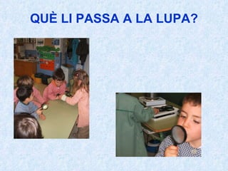 QUÈ LI PASSA A LA LUPA? 