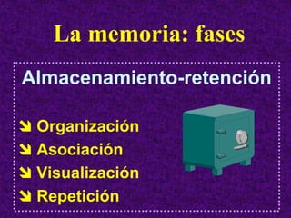 La memoria: fases
Almacenamiento-retención

 Organización
 Asociación
 Visualización
 Repetición
 