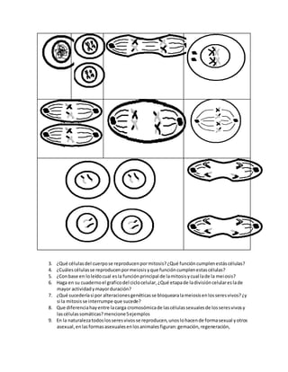 3. ¿Qué célulasdel cuerpose reproducenpormitosis?¿Qué funcióncumplenestáscélulas?
4. ¿Cuálescélulasse reproducenpormeiosisyque funcióncumplenestascélulas?
5. ¿Conbase en loleídocual esla funciónprincipal de lamitosisycual lade la meiosis?
6. Haga en su cuadernoel graficodel ciclocelular,¿Qué etapade ladivisióncelulareslade
mayor actividadymayorduración?
7. ¿Qué sucederíasi por alteracionesgenéticasse bloquearalameiosisenlosseresvivos?¿y
si la mitosisse interrumpe que sucede?
8. Que diferenciahayentre lacarga cromosómicade lascélulassexualesde losseresvivosy
lascélulassomáticas?mencione5ejemplos
9. En la naturalezatodoslosseresvivosse reproducen,unoslohacende formasexual yotros
asexual,enlasformasasexualesenlosanimalesfiguran:gemación,regeneración,
 
