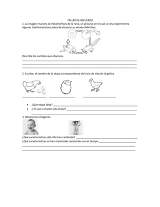 TALLER DE REFUERZO
1. La imagen muestra la metamorfosis de la rana, un proceso en el cual la rana experimenta
algunas trasformaciones antes de alcanzar su estado definitivo.
Describe los cambios que observas.
________________________________________________________________________________
________________________________________________________________________________
________________________________________________________________________________
2. Escribe, el nombre de la etapa correspondiente del ciclo de vida de la gallina
_________________ __________________ _______________________
¿Que etapa falta? ___________________________________________________________
¿ En que consiste esta etapa? _________________________________________________
_________________________________________________________________________
3. Observa las imágenes.
¿Qué varacterisiticas del niño han cambiado? ___________________________________________
¿Qué caracterisiticas se han mantenido constantes con el tiempo.__________________________
_______________________________________________________________________________
_______________________________________________________________________________
 