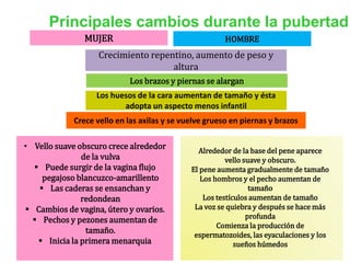 Principales cambios durante la pubertad
MUJER HOMBRE
Crecimiento repentino, aumento de peso y
altura
Los brazos y piernas se alargan
Los huesos de la cara aumentan de tamaño y ésta
adopta un aspecto menos infantil
Crece vello en las axilas y se vuelve grueso en piernas y brazos
• Vello suave obscuro crece alrededor
de la vulva
 Puede surgir de la vagina flujo
pegajoso blancuzco-amarillento
 Las caderas se ensanchan y
redondean
 Cambios de vagina, útero y ovarios.
 Pechos y pezones aumentan de
tamaño.
 Inicia la primera menarquia
Alrededor de la base del pene aparece
vello suave y obscuro.
El pene aumenta gradualmente de tamaño
Los hombros y el pecho aumentan de
tamaño
Los testículos aumentan de tamaño
La voz se quiebra y después se hace más
profunda
Comienza la producción de
espermatozoides, las eyaculaciones y los
sueños húmedos
 