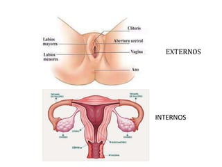 EXTERNOS
INTERNOS
 
