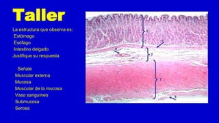 Taller
La estructura que observa es:
Estómago
Esófago
Intestino delgado
Justifique su respuesta
Señale
Muscular externa
Mucosa
Muscular de la mucosa
Vaso sanguíneo
Submucosa
Serosa
 