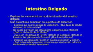 Intestino Delgado
• Explique las características morfofuncionales del Intestino
delgado
• Que estructuras aumentan su superficie de absorción.
– Explique que son las criptas de Lieberkühn, ¿Qué tipos de células
aparecen en estas criptas?
– De donde provienen las células para la regeneración intestinal.
¿Qué es el divertículo de Meckel?
– ¿Que son las placas de Peyer? ¿Dónde se localizan? ¿Dónde se
localizan las glándulas de Brunner? ¿Qué función tienen?
– Describa las células de Paneth en cuanto a ubicación y función.
¿Qué enfermedades pueden producirse por destrucción del borde
estriado de las células intestinales
 
