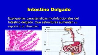 Intestino Delgado
Explique las características morfofuncionales del
Intestino delgado. Que estructuras aumentan su
superficie de absorción
 