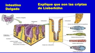 Intestino
Delgado
Explique que son las criptas
de Lieberkühn
 