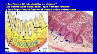 ¿ Que Porción del tubo digestivo se observa ?
Las estructuras señaladas , que nombre reciben
¿ Que importancia funcional tienen estas estructuras
 
