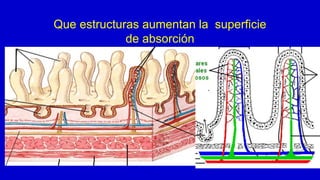 Que estructuras aumentan la superficie
de absorción
 