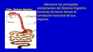 Taller Sistema digestivo
Mencione los principales
componentes del Sistema Digestivo
haciendo al mismo tiempo la
correlación funcional de sus
órganos.
 