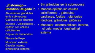 ¿Estomago –
Intestino Delgado ?
• Sin glándulas en la submucosa
• Mucosa epitelio sin células
caliciformes , glándulas
cardiacas, fositas , glándulas
fúndicas, glándulas pilóricas
• Muscular externa oblicua interna,
, circular media longitudinal
externa
Abundantes glándulas
en la submucosa.
Glándulas de Brunner
Mucosa , Vellosidades ,
epitelio con células
caliciformes
Criptas de Lieberkühn
Placas de Peyer
Muscular externa
Circular interna,
longitudinal externa
 