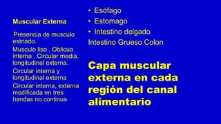 Muscular Externa
• Esófago
• Estomago
• Intestino delgado
Intestino Grueso Colon
Capa muscular
externa en cada
región del canal
alimentario
Presencia de musculo
estriado.
Musculo liso , Oblicua
interna , Circular media,
longitudinal externa.
Circular interna y
longitudinal externa
Circular interna, externa
modificada en tres
bandas no continua
 