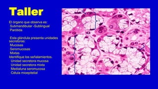 Taller
El órgano que observa es:
Submandibular -Sublingual
Parótida
Esta glándula presenta unidades
secretoras:
Mucosas
Seromucosas
Mixtas
Identifique los señalamientos.
Unidad secretora mucosa
Unidad secretora mixta
Medialuna seromucosa
Célula mioepitelial
 
