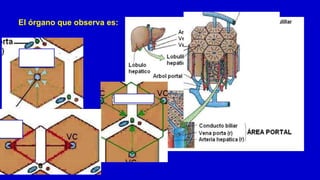 El órgano que observa es:
:
 