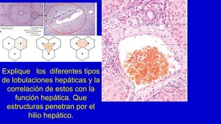 Explique los diferentes tipos
de lobulaciones hepáticas y la
correlación de estos con la
función hepática. Que
estructuras penetran por el
hilio hepático.
 