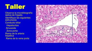 Taller
Observe la microfotografía
óptica de hígado.
Identifique las siguientes
estructuras
Conducto biliar
Hepatocitos
Sinusoide
Zona porta
Rama de la arteria
hepática
Rama de la vena porta
 