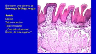 El órgano que observa es:
Estómago Esófago lengua
Señale
Epitelio
Tejido conectivo
Tejido muscular
¿ Que estructuras son
típicas de este órgano ?
 
