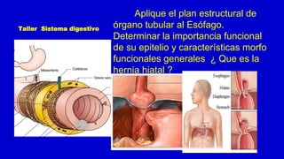 Taller Sistema digestivo
Aplique el plan estructural de
órgano tubular al Esófago.
Determinar la importancia funcional
de su epitelio y características morfo
funcionales generales ¿ Que es la
hernia hiatal ?
 