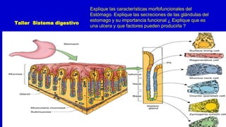Taller Sistema digestivo
Explique las características morfofuncionales del
Estómago. Explique las secreciones de las glándulas del
estomago y su importancia funcional ¿ Explique que es
una ulcera y que factores pueden producirla ?
 