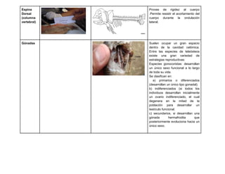 Espina       Provee de rigidez al cuerpo
Dorsal       .Permite resistir el acortamiento del
(columna     cuerpo durante la ondulación
vertebral)   lateral.




Gónadas      Suelen ocupar un gran espacio
             dentro de la cavidad celómica.
             Entre las especies de teleósteos
             existe una gran variedad de
             estrategias reproductivas:
             Especies gonocoristas: desarrollan
             un único sexo funcional a lo largo
             de toda su vida.
             Se clasifican en:
                a) primarios o diferenciados
             (desarrollan un único tipo gonadal).
             b) indiferenciados (si todos los
             individuos desarrollan inicialmente
             un ovario indiferenciado, el cual
             degenera en la mitad de la
             población para desarrollar un
             testículo funcional.
             c) secundarios, si desarrollan una
             gónada         hermafrodita     que
             posteriormente evoluciona hacia un
             único sexo.
 