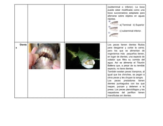 (subterminal o inferior). La boca
             puede estar modificada como una
             boca succionadora adaptada para
             aferrarse sobre objetos en aguas
             rápidas.

                        a) Terminal b) Superior

                        c) suberminal inferior.




    Diente   Los peces tienen dientes filudos
s            para desgarrar y cortar la carne;
             pero los que se alimentan de
             organismos más pequeños tienen,
             en lugar de dientes, una especie de
             colador que filtra su comida del
             agua. Así se alimenta el Tiburón
             Ballena que, a pesar de su temible
             aspecto, no tiene dientes.
             También existen peces Vampiros, al
             igual que los chinches, se pegan a
             otros peces y les chupan la sangre.
             Los peces predadores tienen
             dientes puntiagudos con los que
             raspan, punzan y detienen a la
             presa. Los peces planctófagos y los
             raspadores del perifiton tienen
             mandíbulas sin dientes.
 
